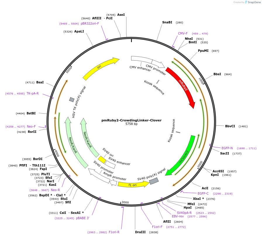 171058-plasmid-map-sequence-id-334723