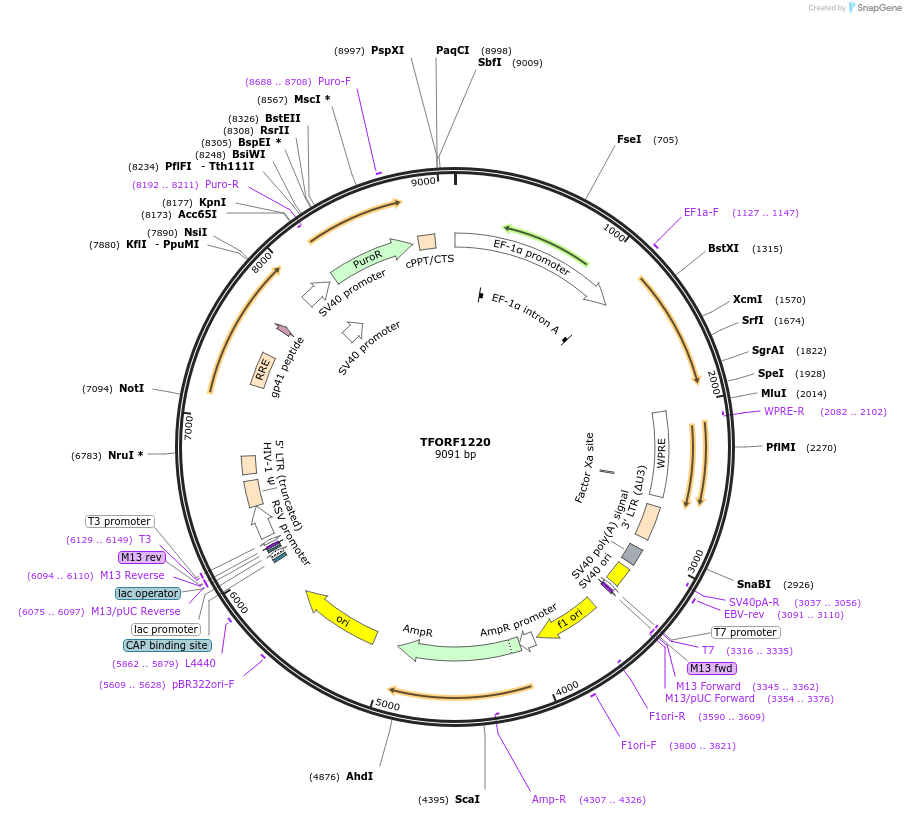142758-plasmid-map-sequence-id-334728