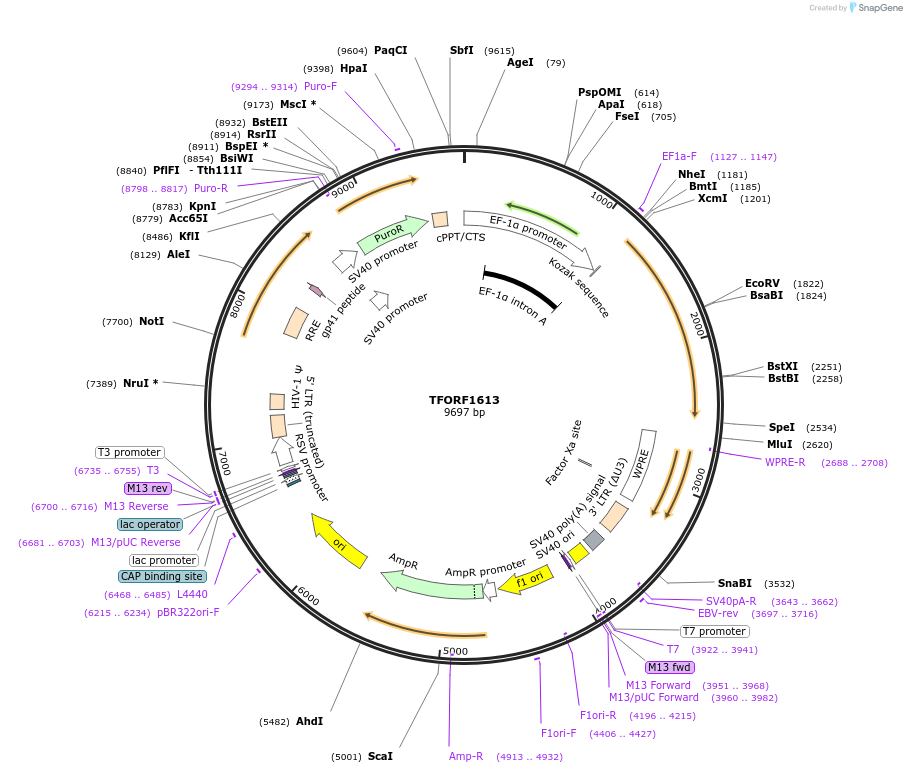 142810-plasmid-map-sequence-id-334729