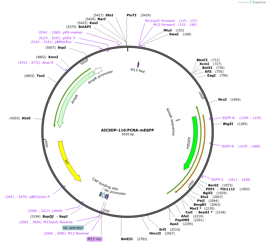 170818-plasmid-map-sequence-id-334731