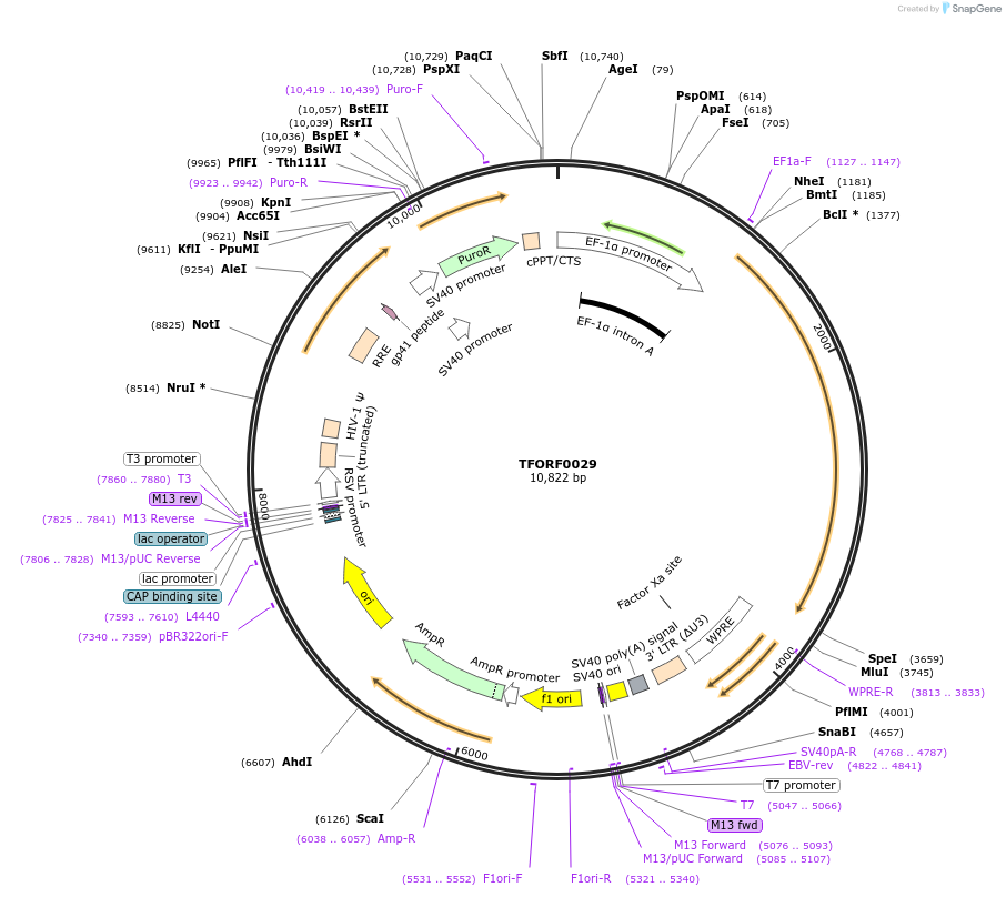 143198-plasmid-map-sequence-id-334735