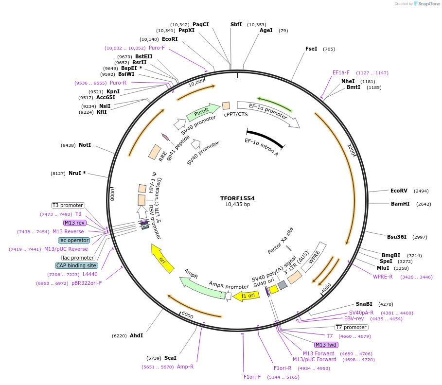 143294-plasmid-map-sequence-id-334737