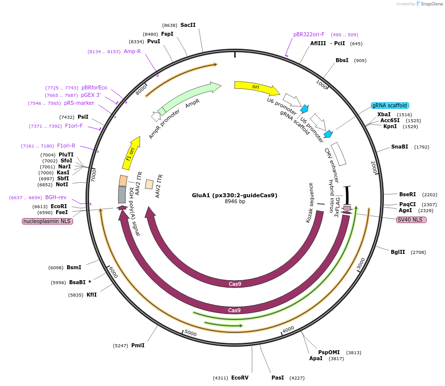 169417-plasmid-map-sequence-id-334738