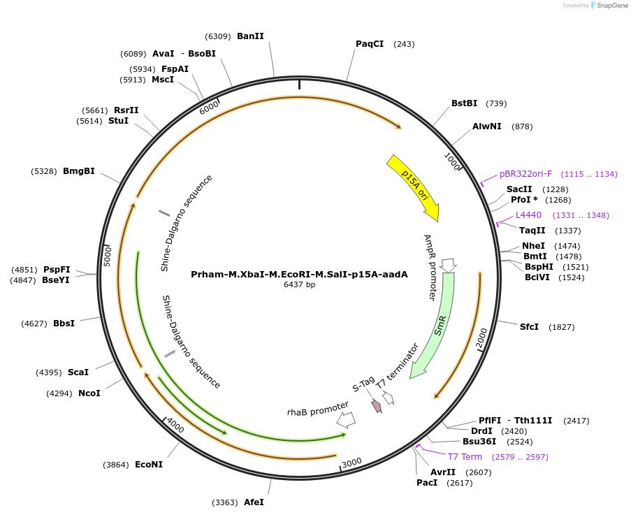 170767-plasmid-map-sequence-id-334750