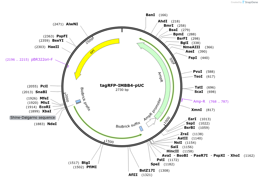 170769-plasmid-map-sequence-id-334760
