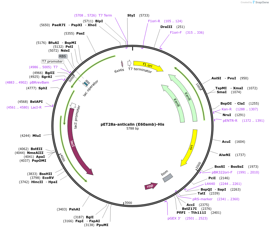 168043-plasmid-map-sequence-id-334766