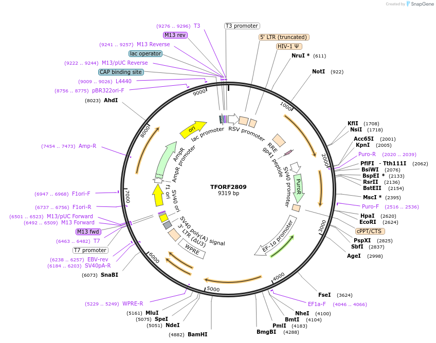 143195-plasmid-map-sequence-id-334772