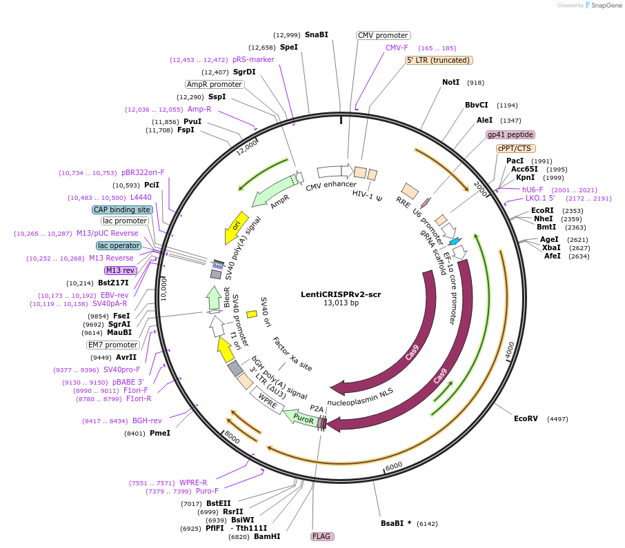 169795-plasmid-map-sequence-id-334773