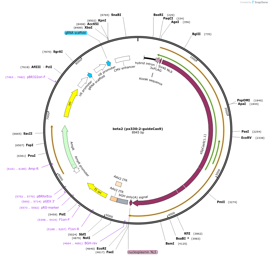 169435-plasmid-map-sequence-id-334774