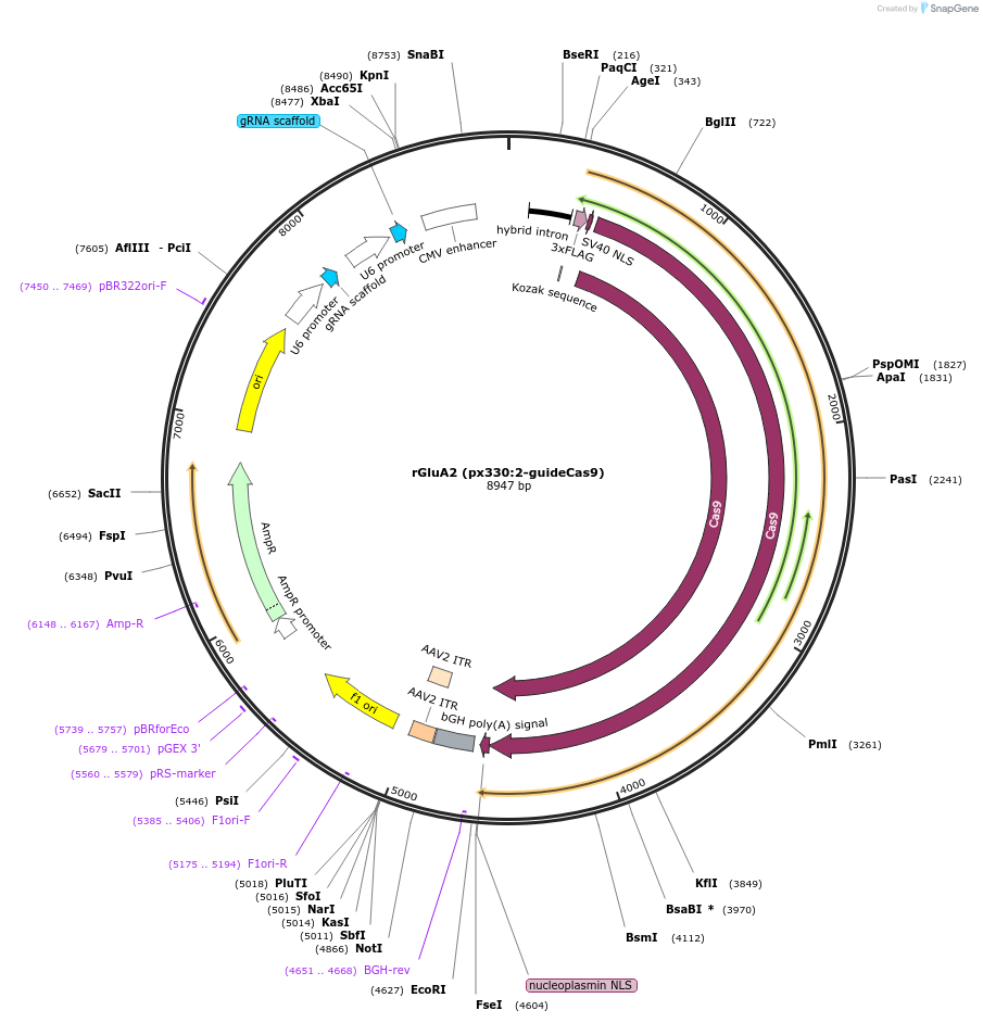 169439-plasmid-map-sequence-id-334778