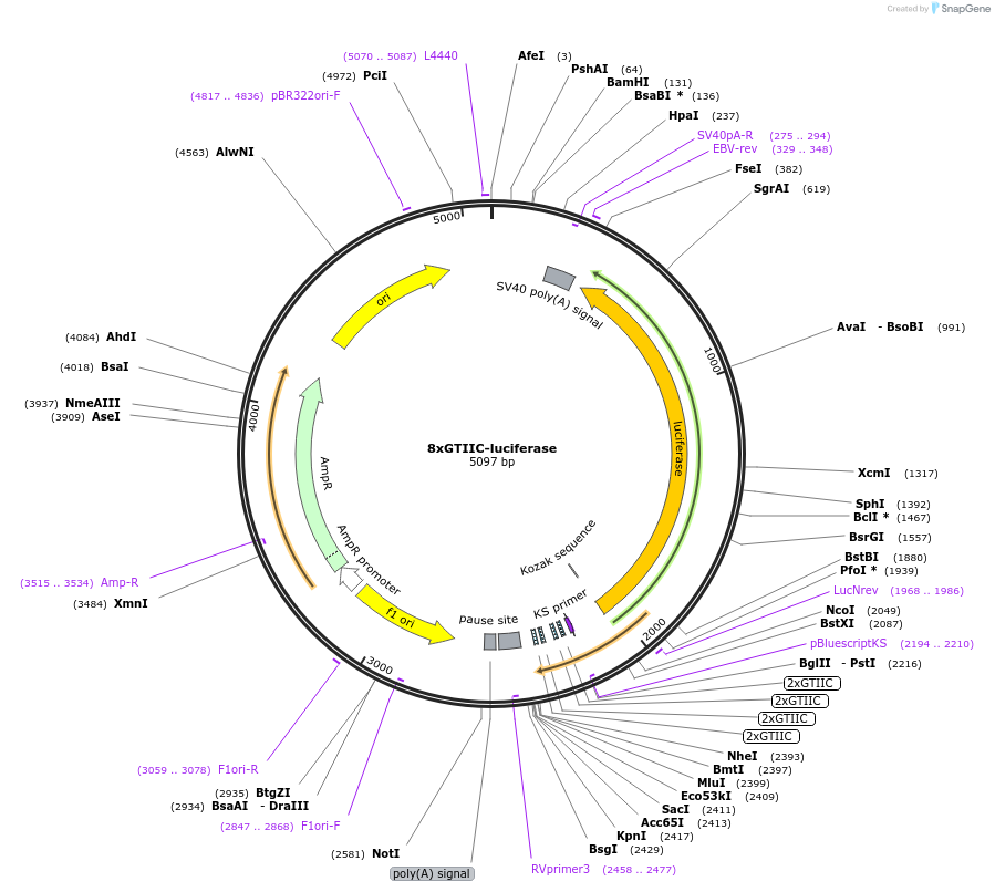 34615-plasmid-map-sequence-id-334779