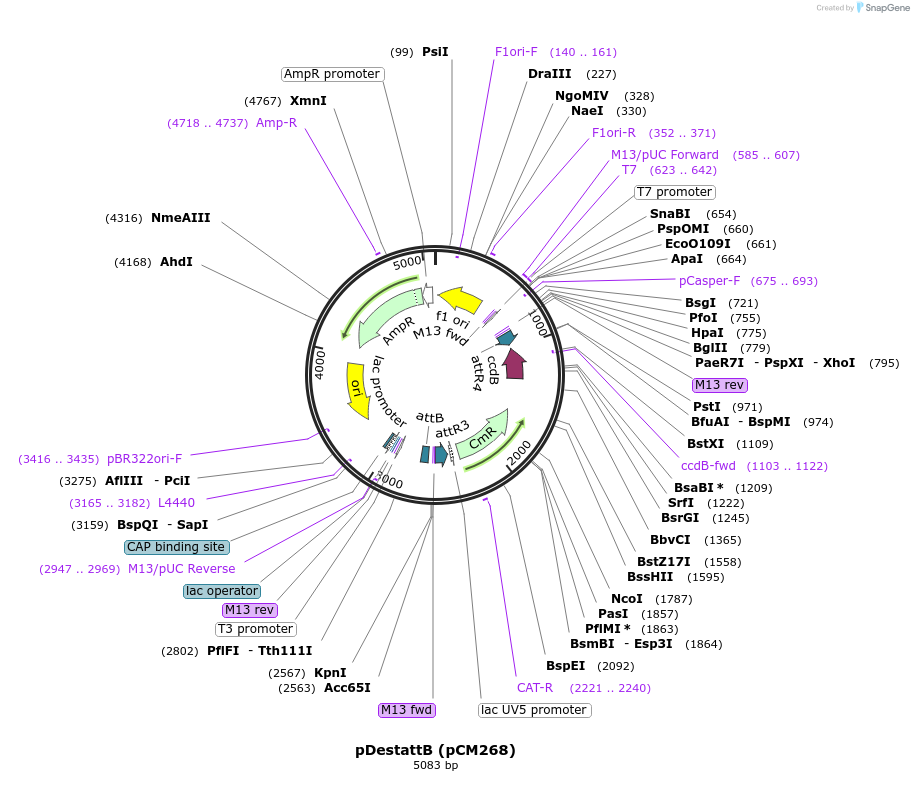 68313-plasmid-map-sequence-id-334783