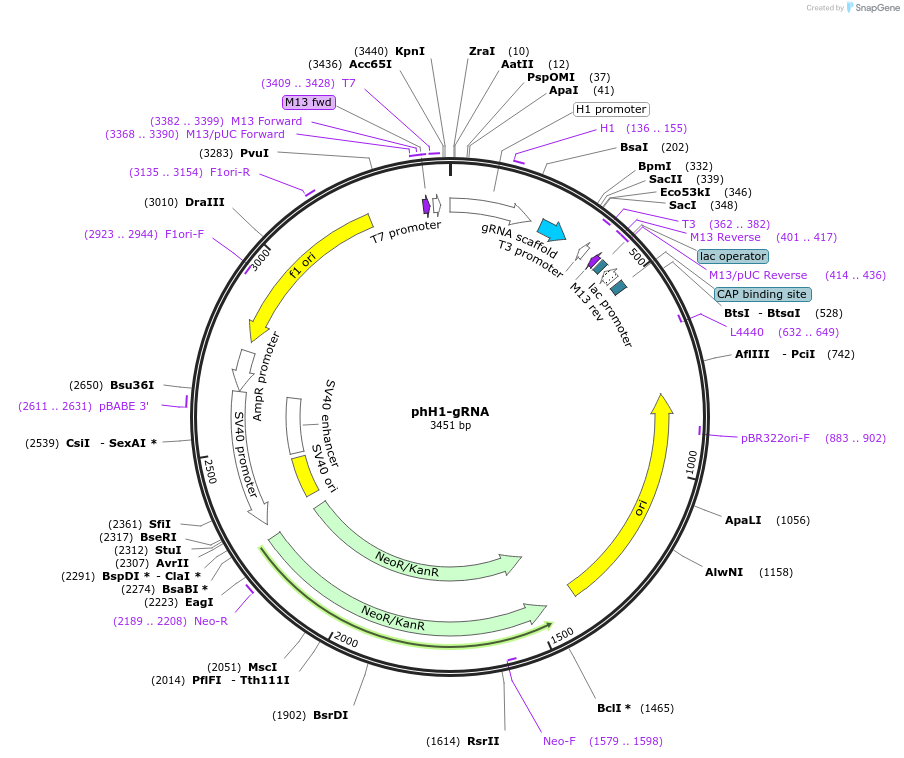 53186-plasmid-map-sequence-id-334787
