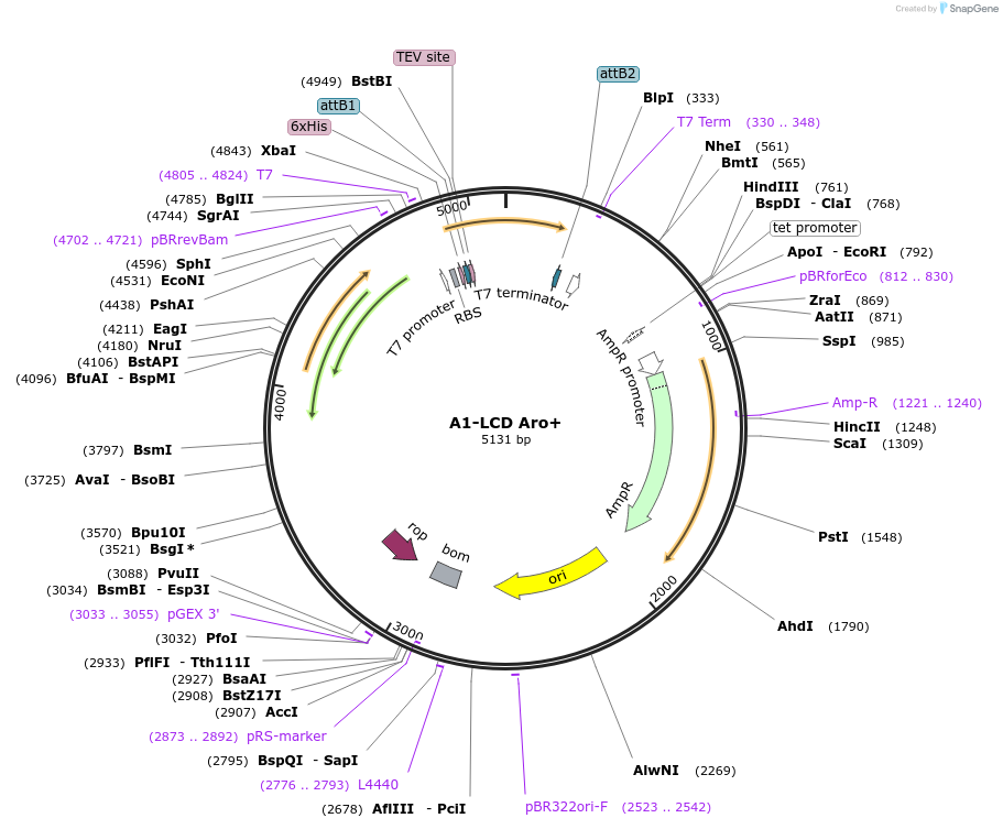 169717-plasmid-map-sequence-id-334791