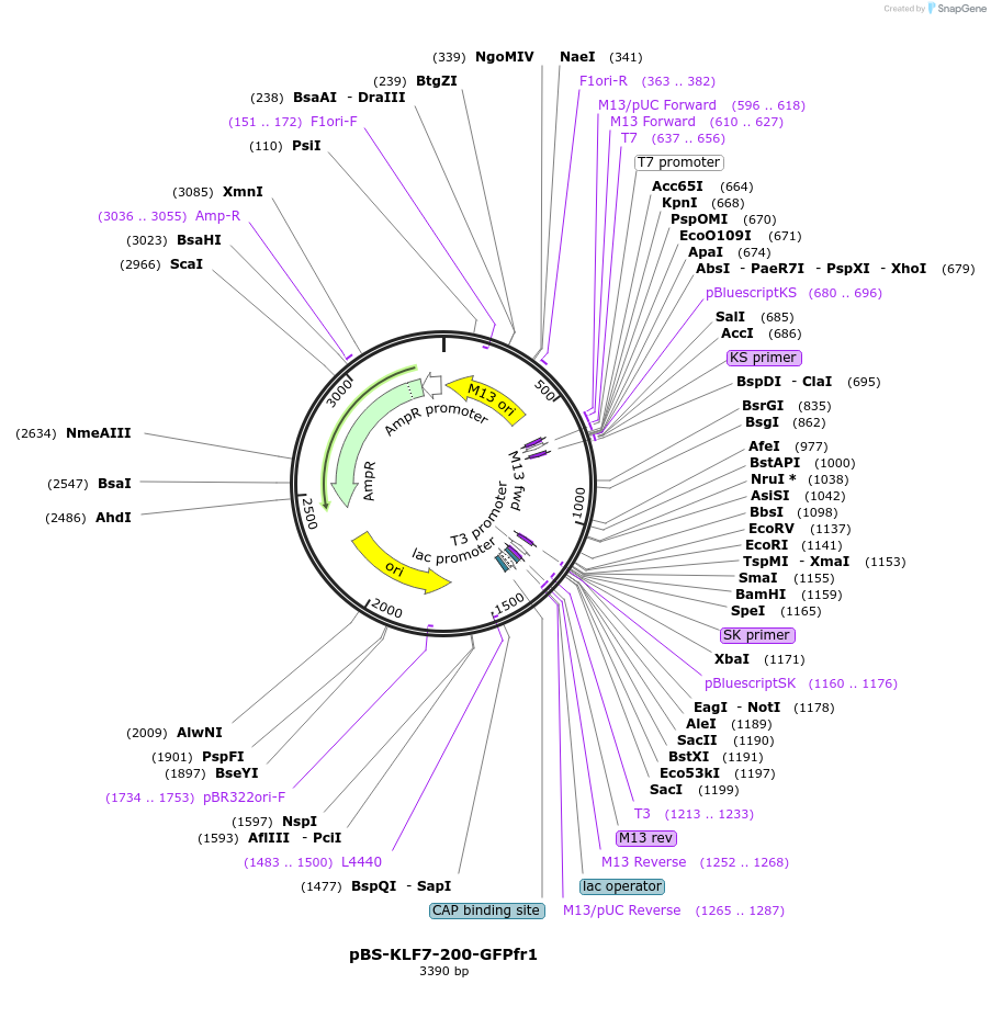 169799-plasmid-map-sequence-id-334795