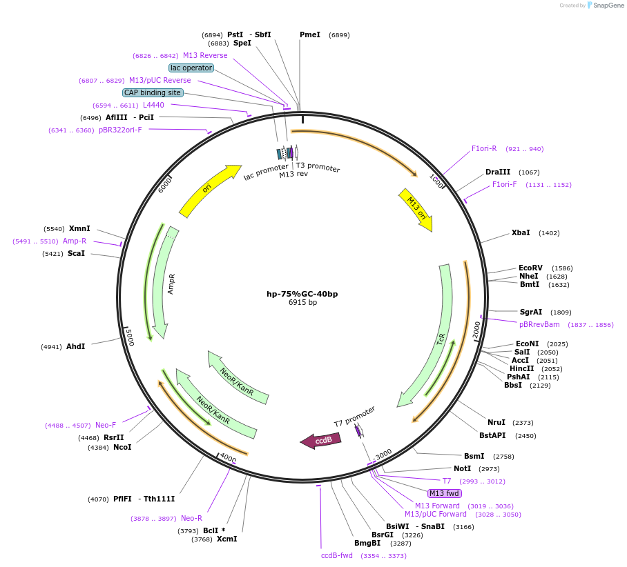 169202-plasmid-map-sequence-id-334821