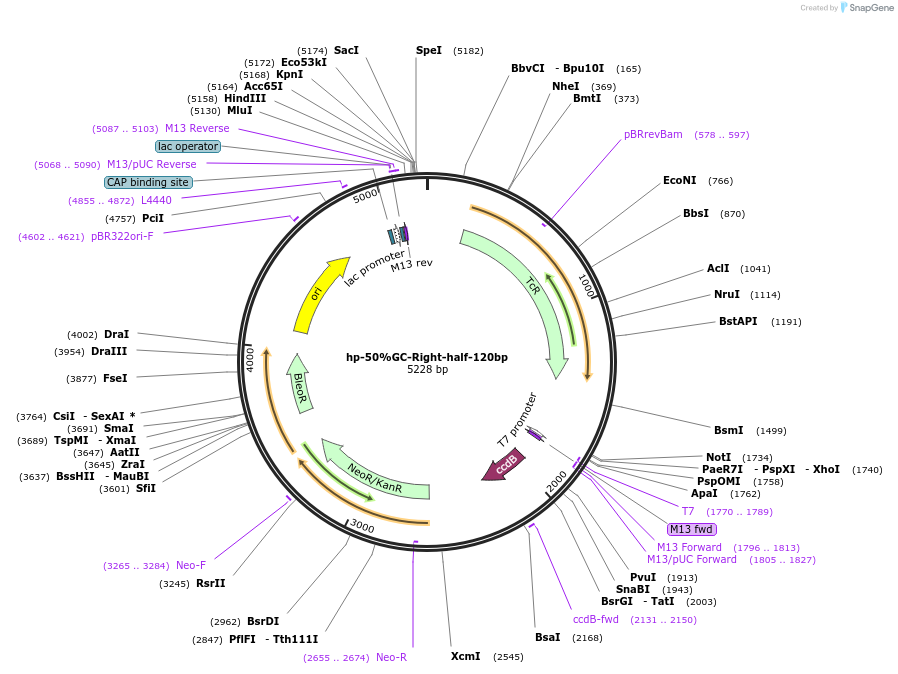169205-plasmid-map-sequence-id-334823