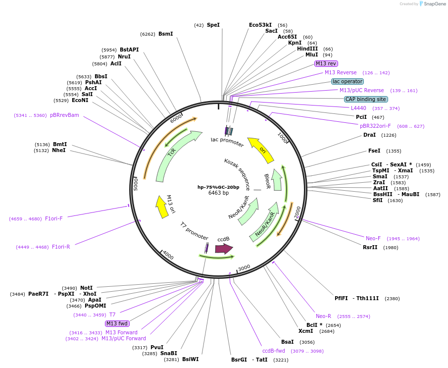 169201-plasmid-map-sequence-id-334826