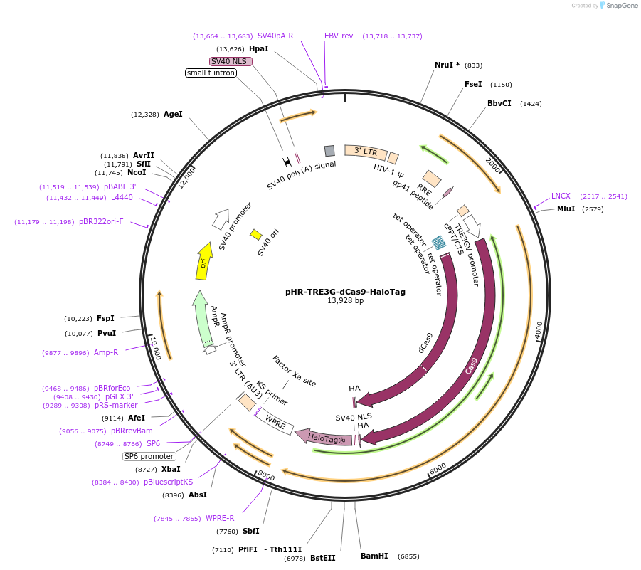 169448-plasmid-map-sequence-id-334827