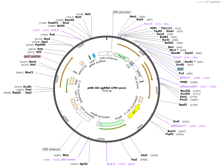169450-plasmid-map-sequence-id-334832