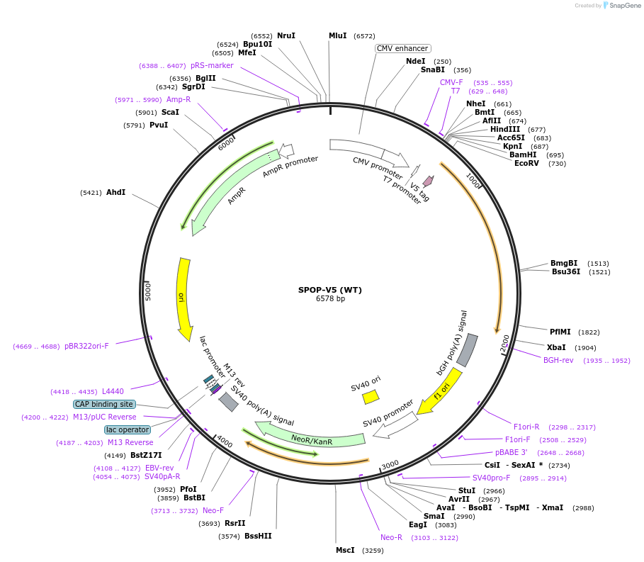 169720-plasmid-map-sequence-id-334841