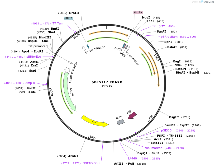 169729-plasmid-map-sequence-id-334844