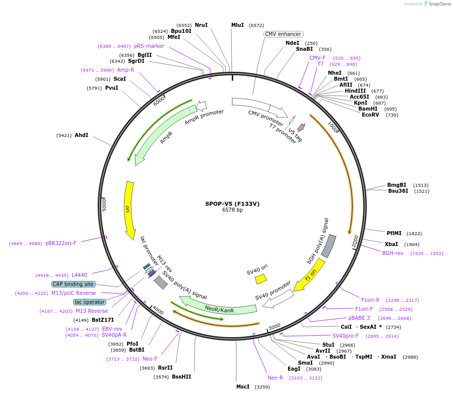 169725-plasmid-map-sequence-id-334853