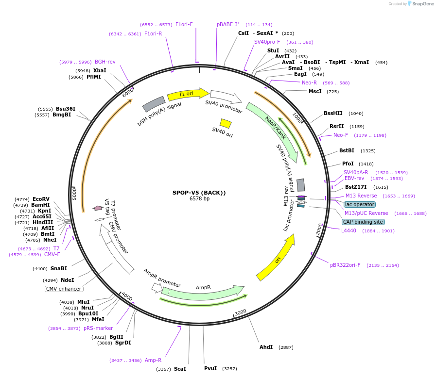 169722-plasmid-map-sequence-id-334855