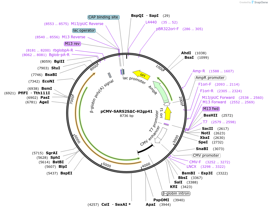 170389-plasmid-map-sequence-id-334914
