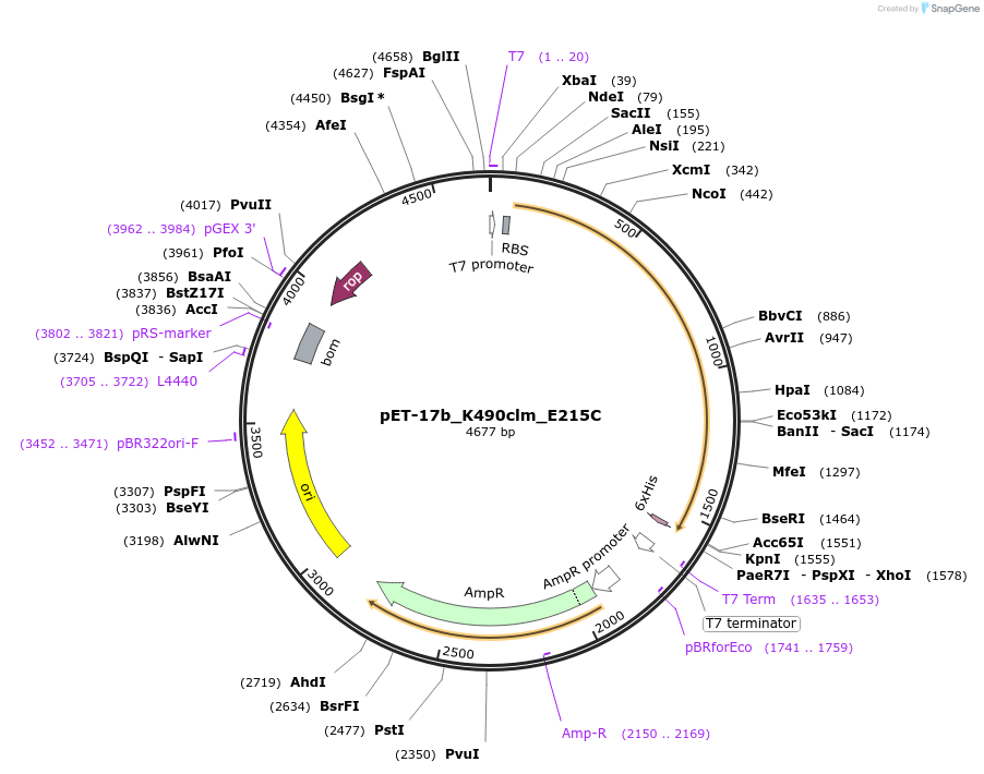 169995-plasmid-map-sequence-id-334927