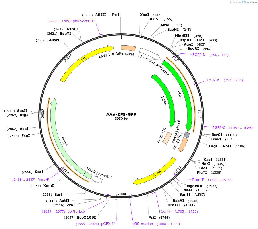 170176-plasmid-map-sequence-id-334928