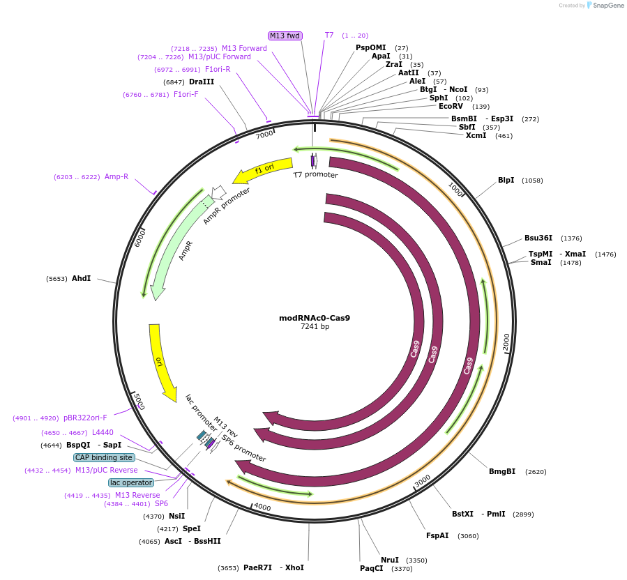 170180-plasmid-map-sequence-id-334934