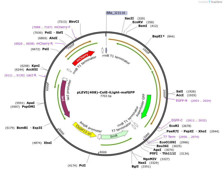 170268-plasmid-map-sequence-id-334935