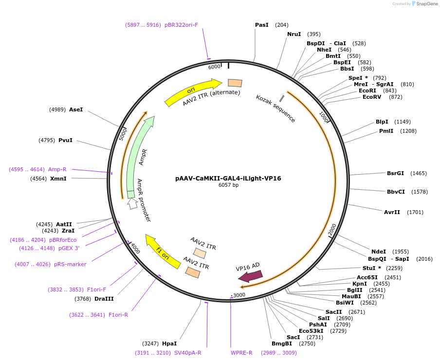 170274-plasmid-map-sequence-id-334936
