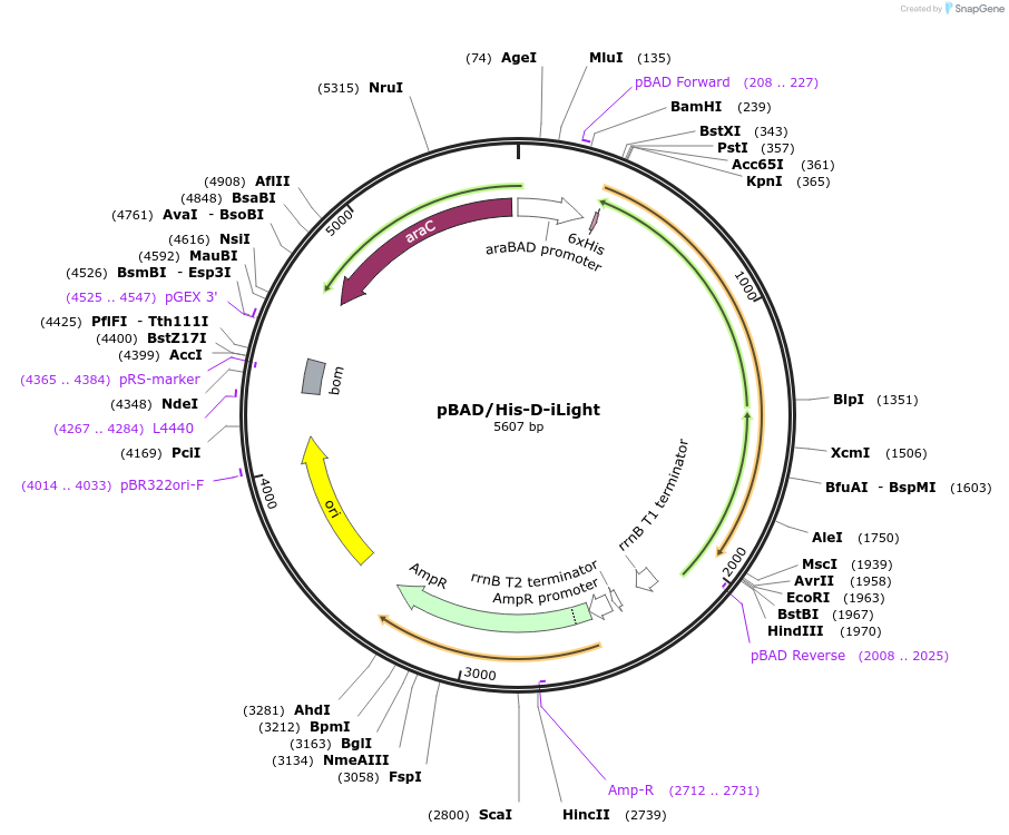 170270-plasmid-map-sequence-id-334943