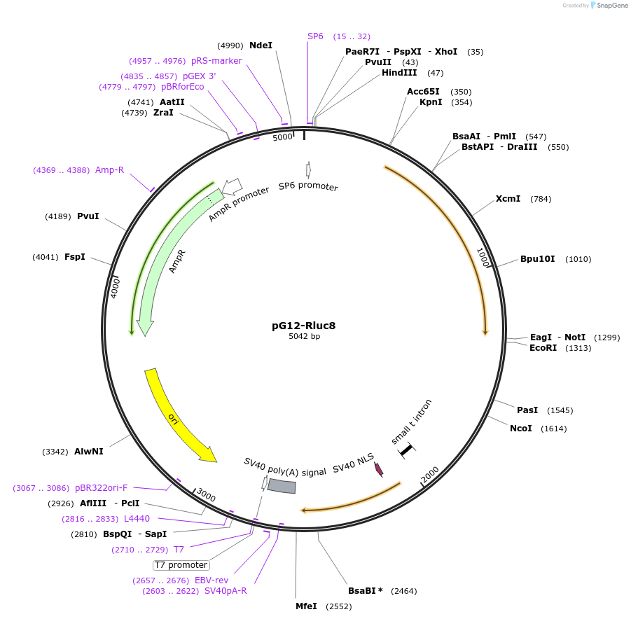 170272-plasmid-map-sequence-id-334944