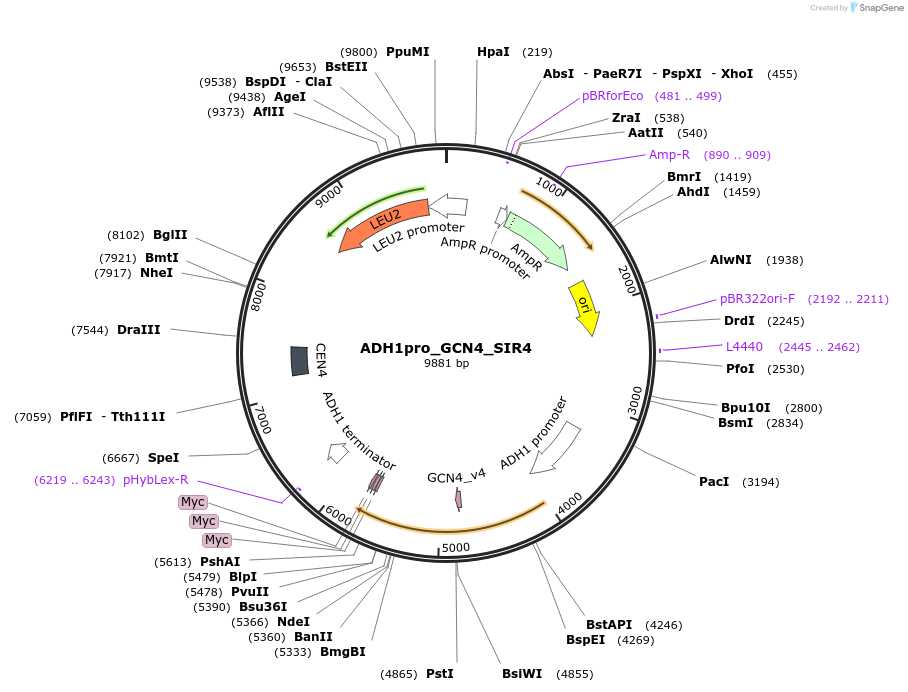 138620-plasmid-map-sequence-id-334951