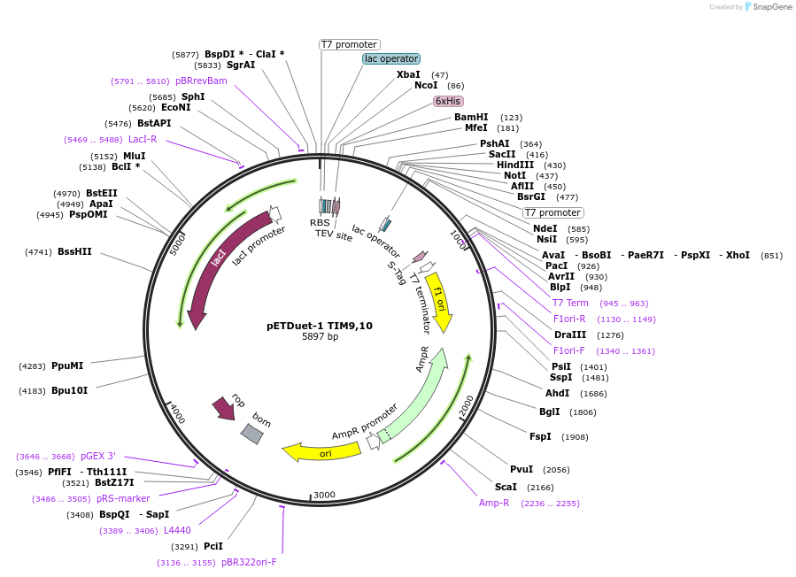 170280-plasmid-map-sequence-id-334954