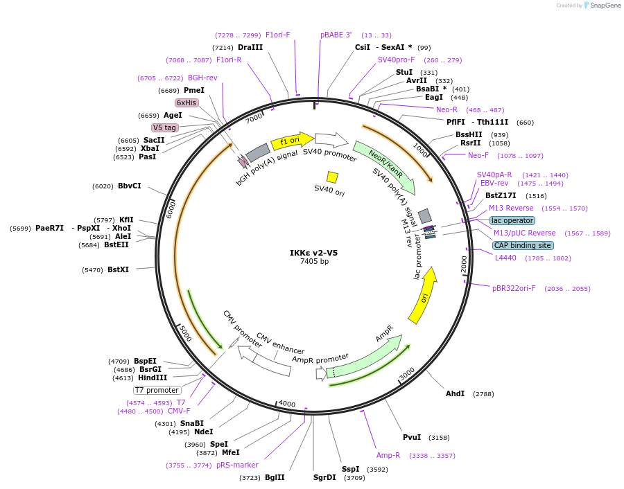 169770-plasmid-map-sequence-id-334989