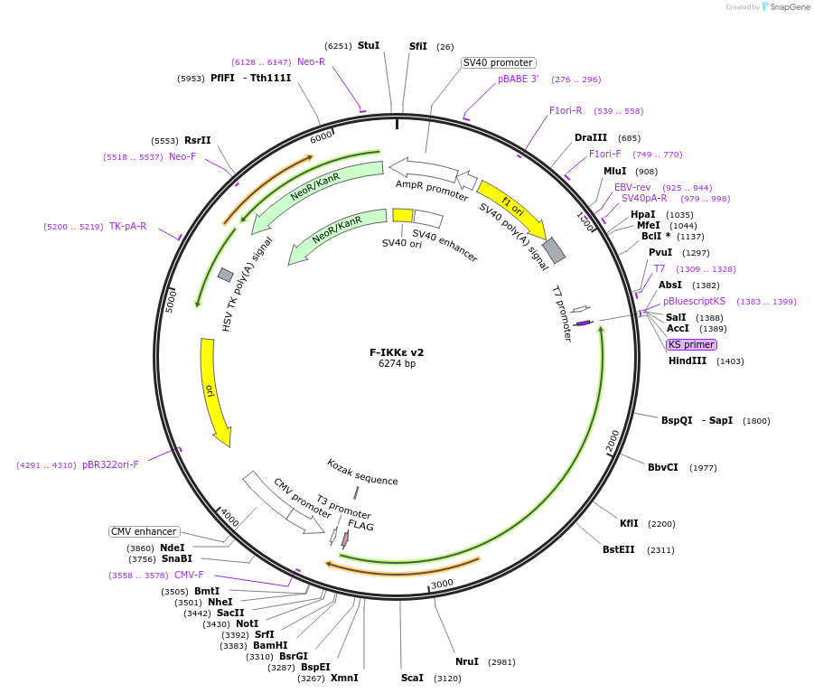 169773-plasmid-map-sequence-id-334992