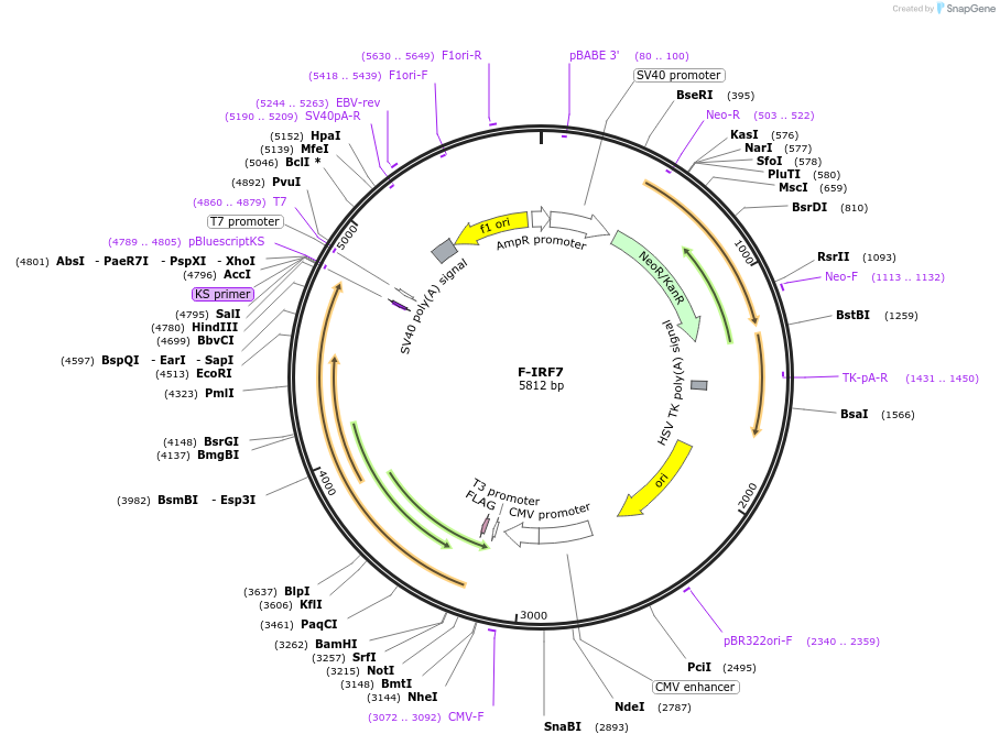 169777-plasmid-map-sequence-id-334993