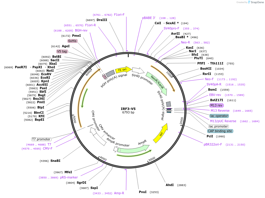 169775-plasmid-map-sequence-id-334996