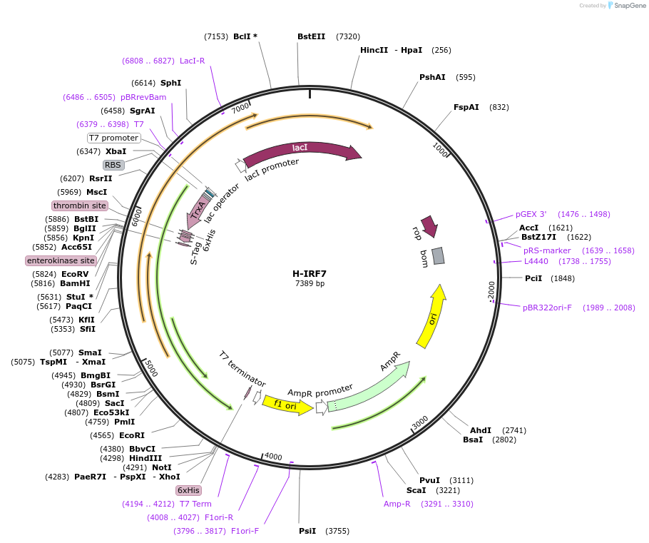 169785-plasmid-map-sequence-id-335005