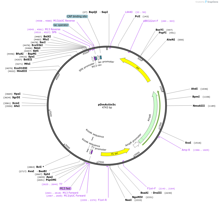 165777-plasmid-map-sequence-id-335010