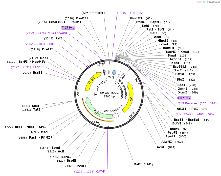 165774-plasmid-map-sequence-id-335013