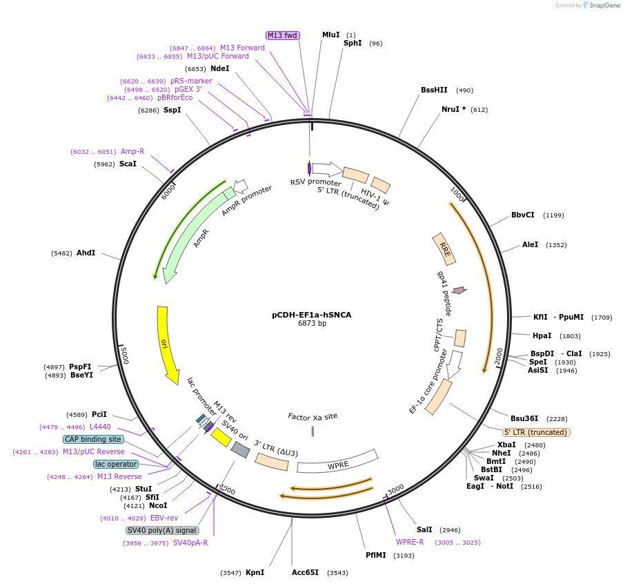 170445-plasmid-map-sequence-id-335025