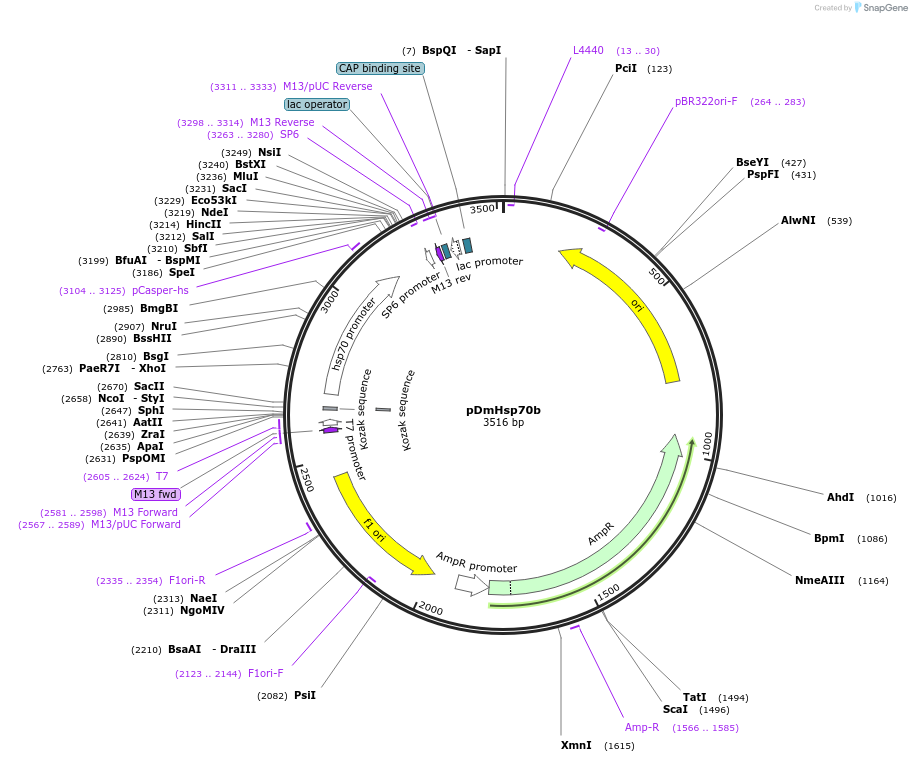 165785-plasmid-map-sequence-id-335029