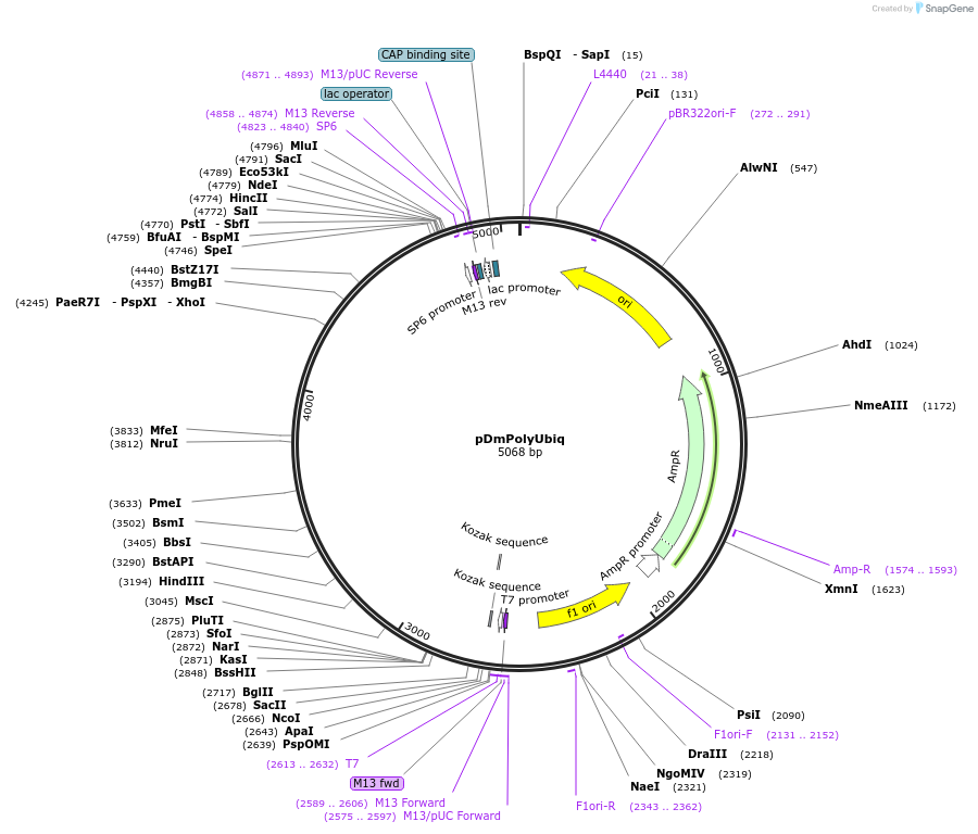 165786-plasmid-map-sequence-id-335031