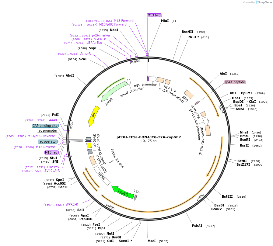 170443-plasmid-map-sequence-id-335033
