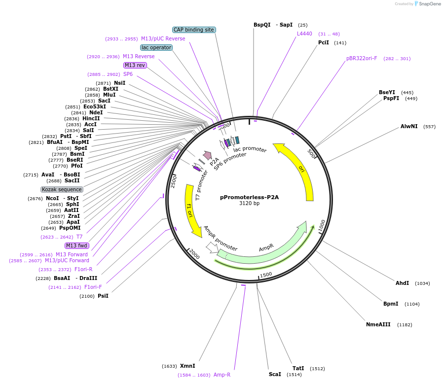 165790-plasmid-map-sequence-id-335038